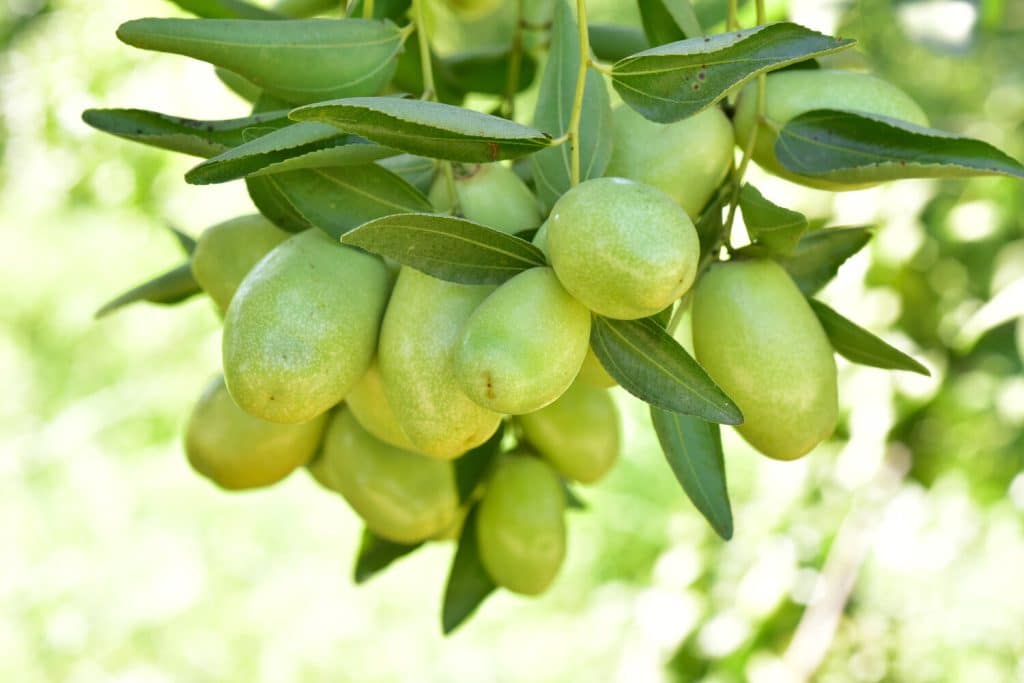 A close-up image of the fruit found on a Simmondsia Chinensis plant