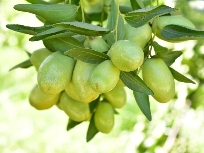 A close-up image of the fruit found on a Simmondsia Chinensis plant