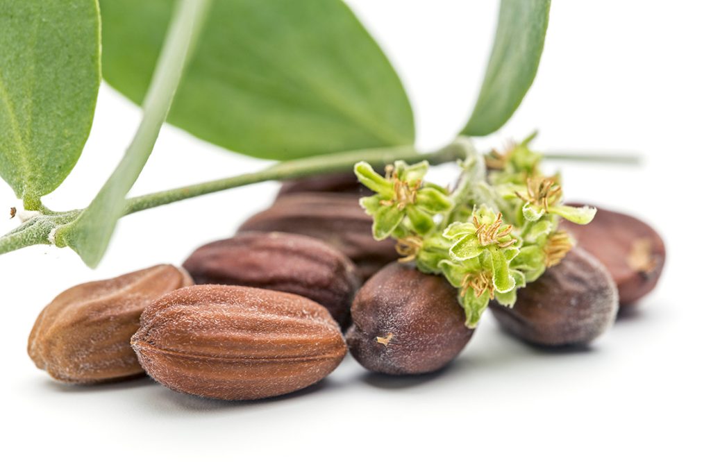A close up photo of jojoba seeds with a flower from the plant sitting on top of the seeds