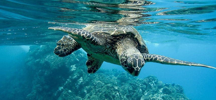 A turtle in shallow bright blue water looking at the camera, swimming above a reef